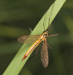 Nephrotoma submaculosa