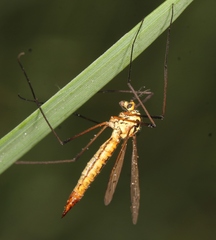 Nephrotoma submaculosa