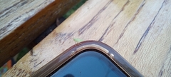 Insecta