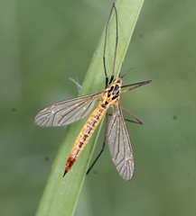 Nephrotoma submaculosa