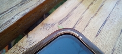 Insecta