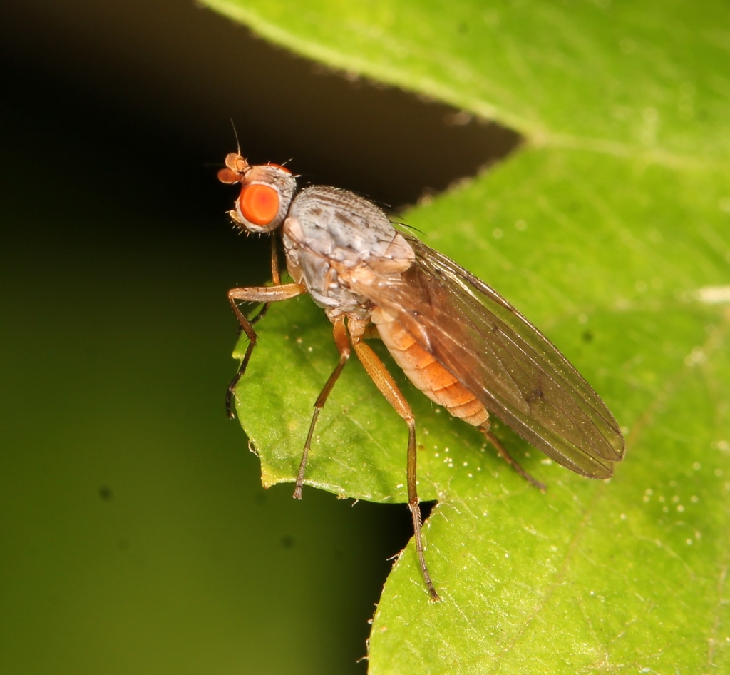 Heteromyzinae