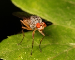 Tephrochlamys flavipes