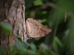 Archaeoprepona demophon centralis