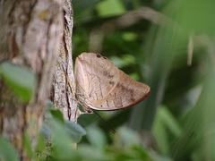 Archaeoprepona demophon centralis