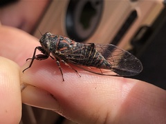 Atrapsalta encaustica