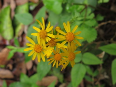 Packera coahuilensis