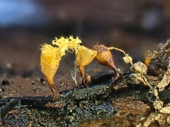Hemitrichia clavata