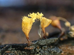 Hemitrichia clavata