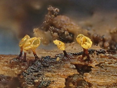 Hemitrichia clavata