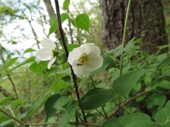 Philadelphus hirsutus