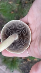 Leratiomyces percevalii