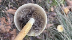 Leratiomyces percevalii