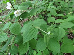 Philadelphus hirsutus