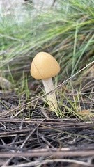 Leratiomyces percevalii