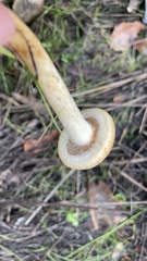 Leratiomyces percevalii