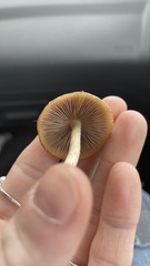 Candolleomyces candolleanus