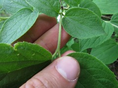 Philadelphus hirsutus
