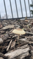 Candolleomyces candolleanus