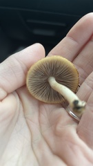 Candolleomyces candolleanus