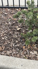 Candolleomyces candolleanus