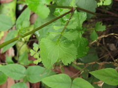 Packera coahuilensis