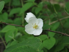 Philadelphus hirsutus