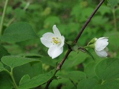 Philadelphus hirsutus
