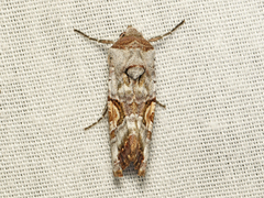 Conservula anthophyes