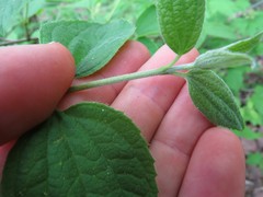 Philadelphus hirsutus
