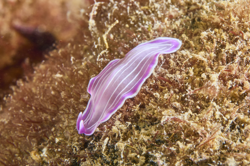 Pink Flatworm, El Tascó Petit, photo 6 of 10