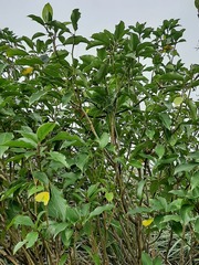 Symplocos setchuensis