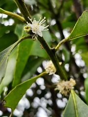 Symplocos setchuensis