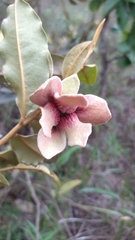 Duguetia furfuracea