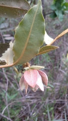 Duguetia furfuracea
