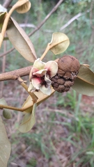 Duguetia furfuracea