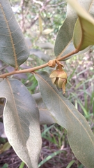 Duguetia furfuracea