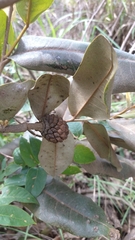 Duguetia furfuracea