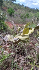 Duguetia furfuracea