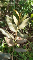 Duguetia furfuracea