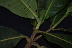 Elaeagia