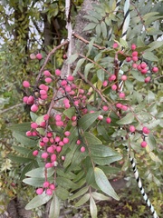 Pistacia atlantica