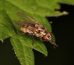 Limnophora maculosa