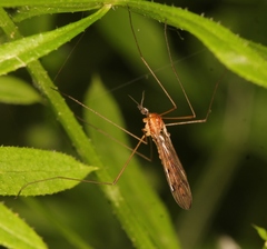 Neolimonia dumetorum