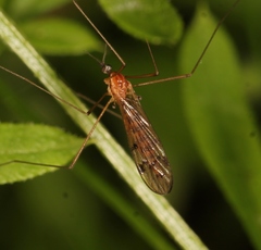 Neolimonia dumetorum