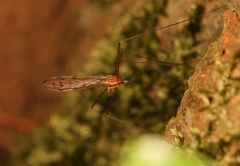 Neolimonia dumetorum