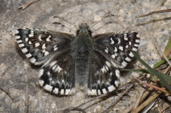 Pyrgus malvae