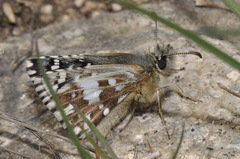 Pyrgus malvae