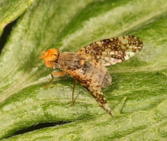 Oxyna parietina