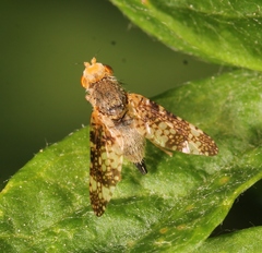Oxyna parietina